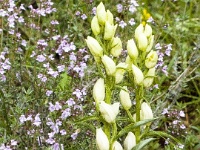 CRW_1263
