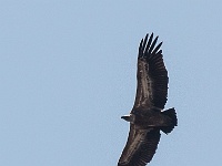 IMG_8347