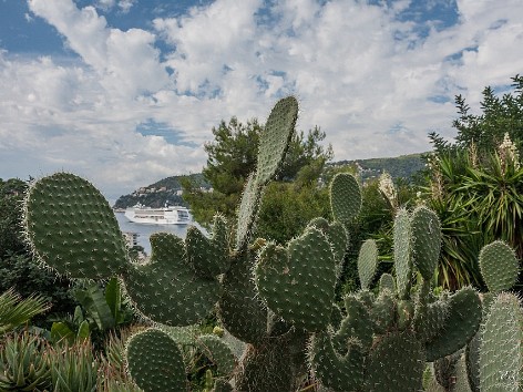 Cactus