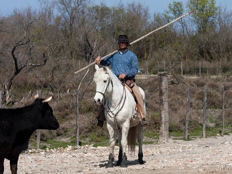 Camargue