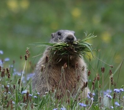 Flore et faune