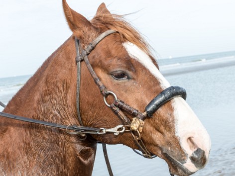 MP,  son cheval et son chien