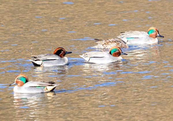 Réserve naturelle Ronquière