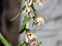 Epipactis Helleborine