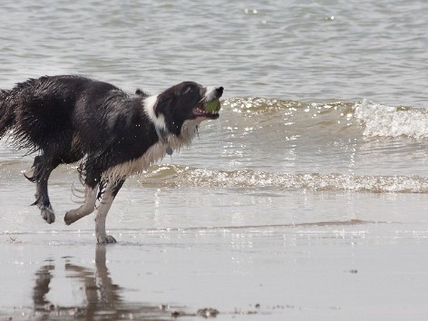 Lobo à la mer