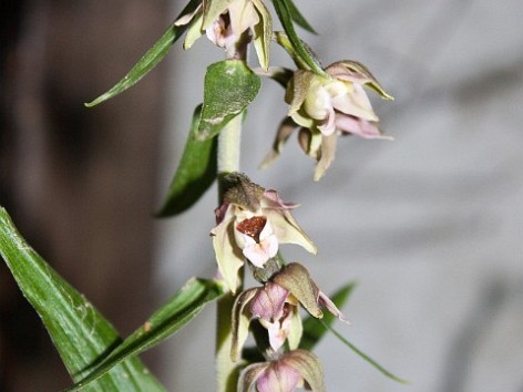 Epipactis