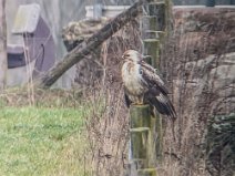 IMG_7707 2