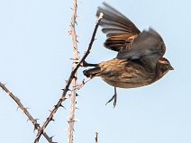 IMG_6123