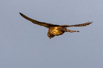 _MG_7543