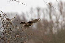 _MG_7826