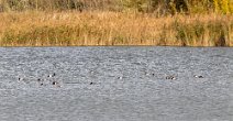 _MG_6780