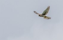 _MG_6802