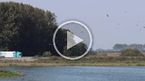 Migration des bernaches nonettes