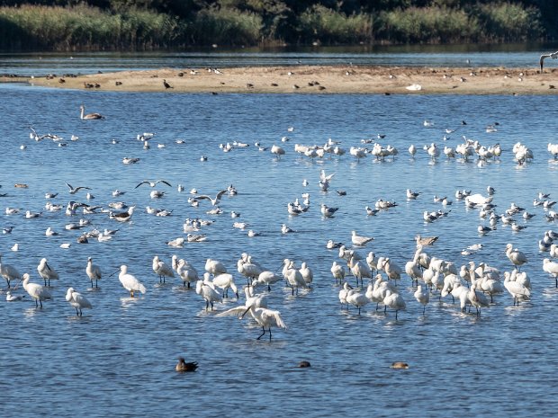 Sorties Ornithologiques