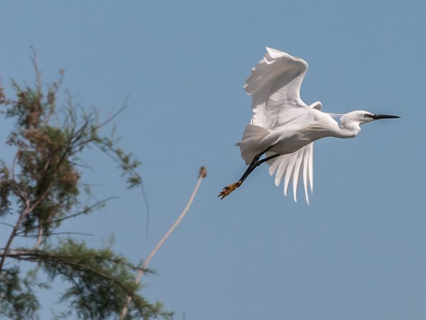 Camargue